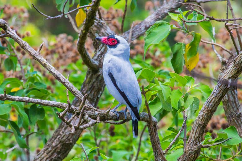 Veremos innumerables especies de aves