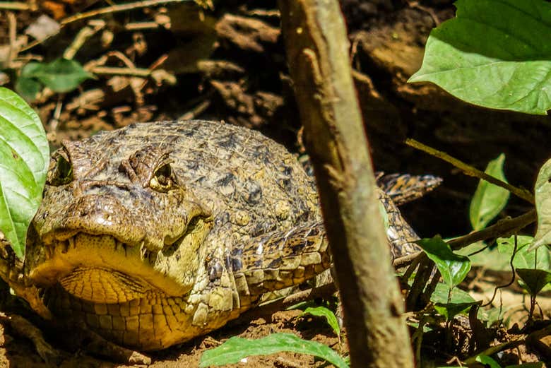 Witness a wide array of biodiversity