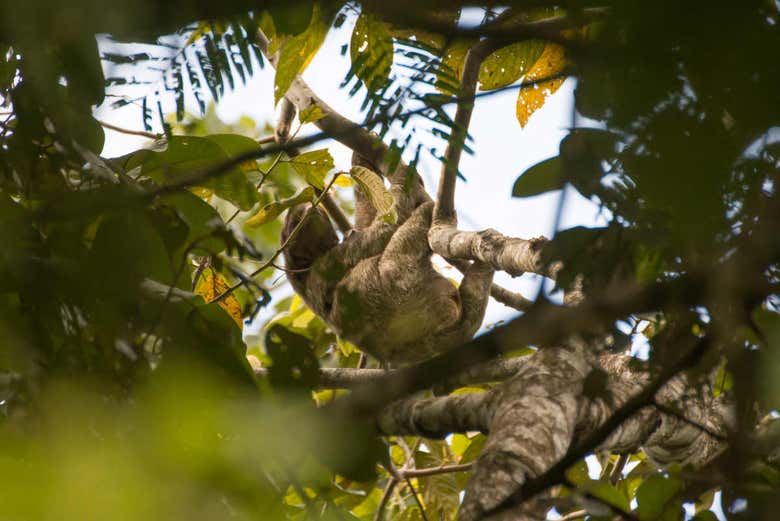 Sloth watching in La Fortuna