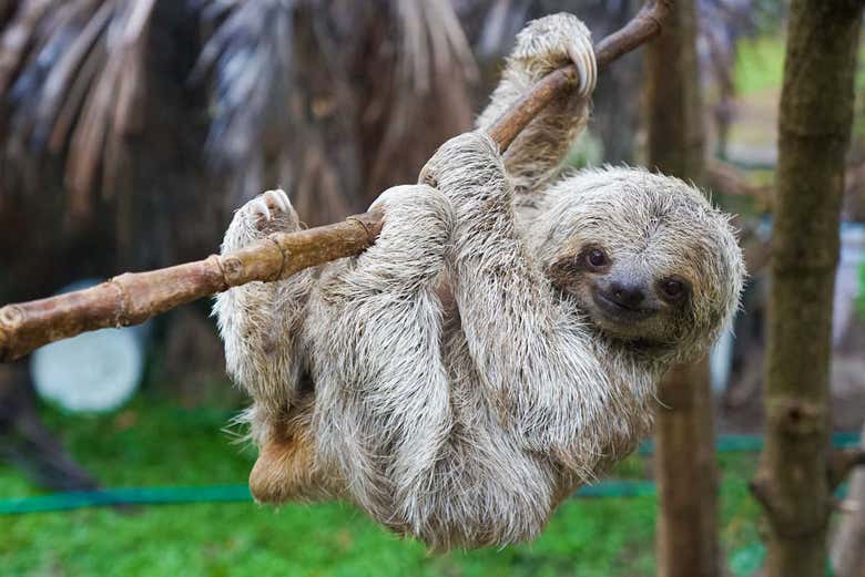 Sloths of Costa Rica