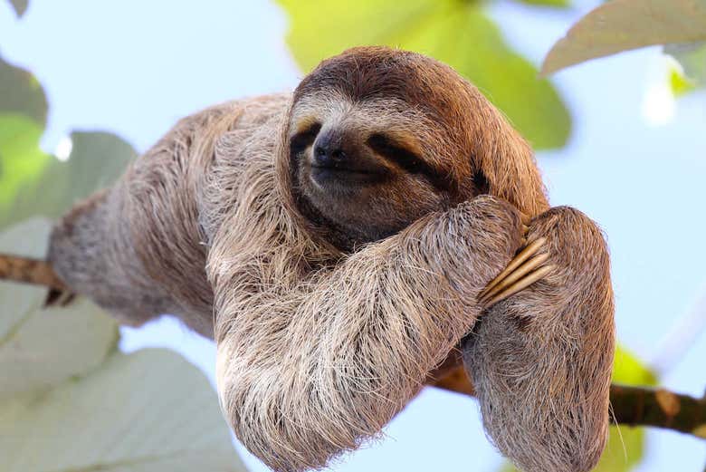 Relaxing on a branch