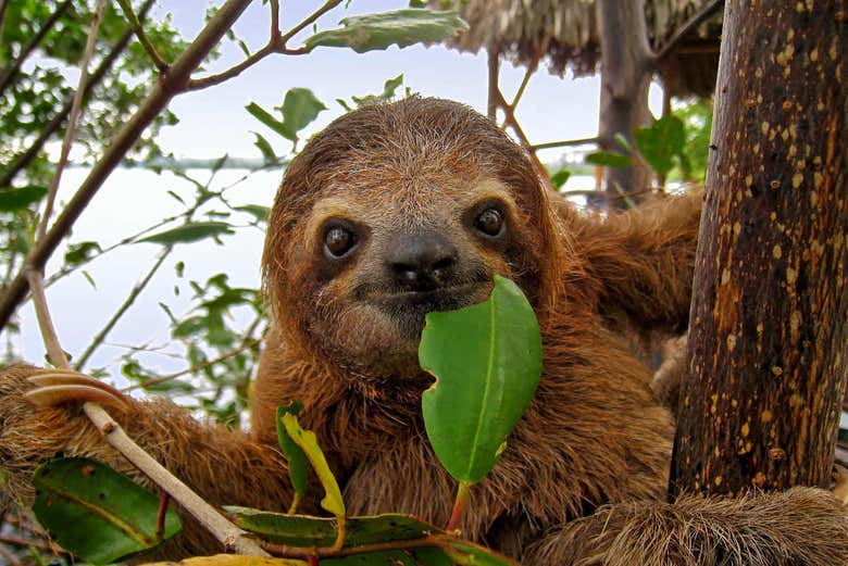 A sloth eating a leaf