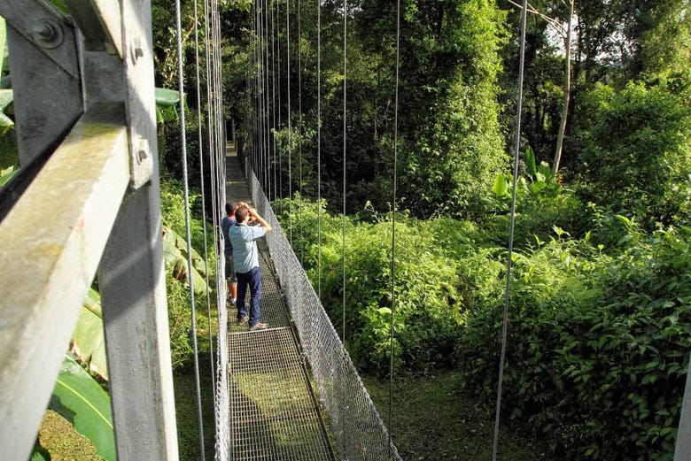 Puente colgante en el bosque lluvioso de Arenal
