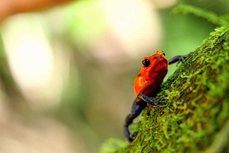 Rana del bosque lluvioso