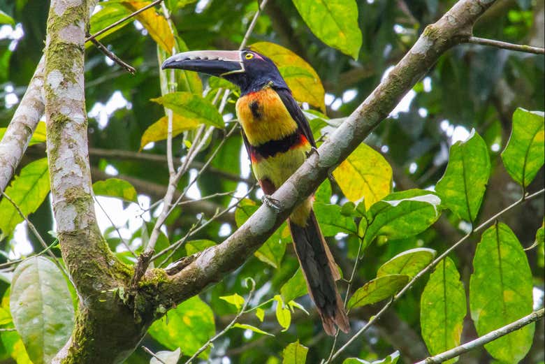 Un tucancillo collarejo en un árbol