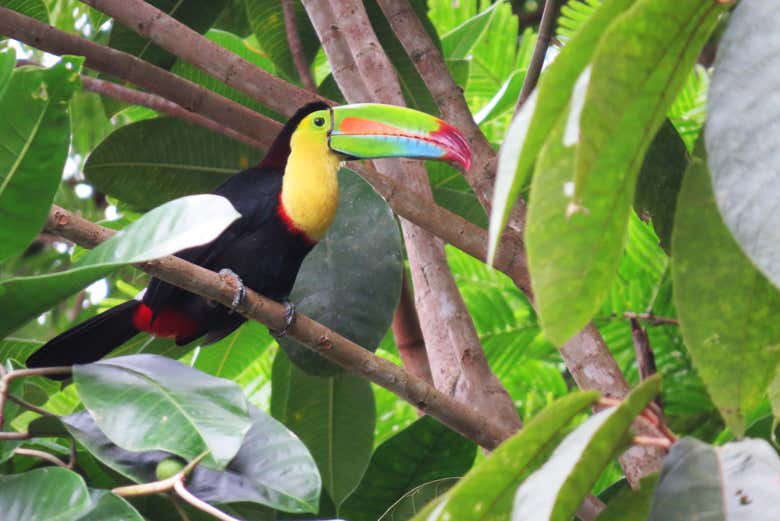 El tucán piquiverde en los alrededores de Arenal