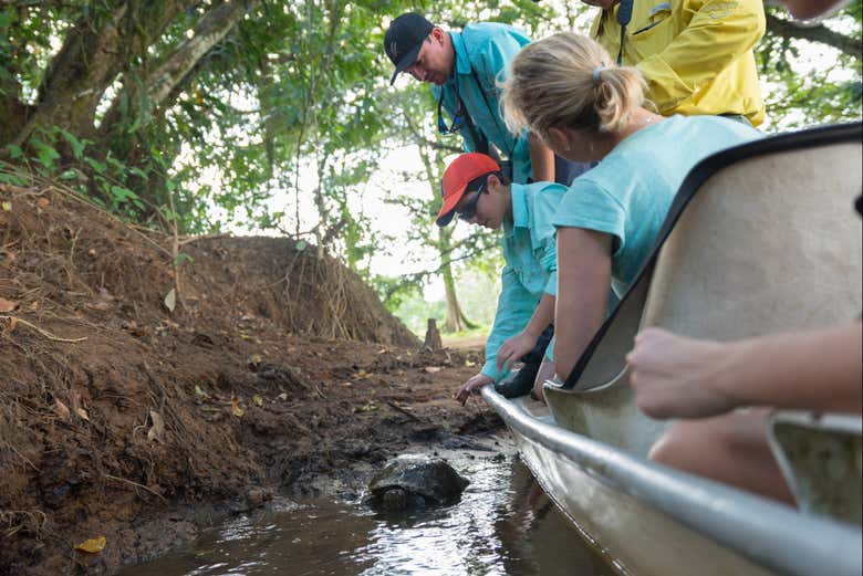 See turtles swimming alongside the boat