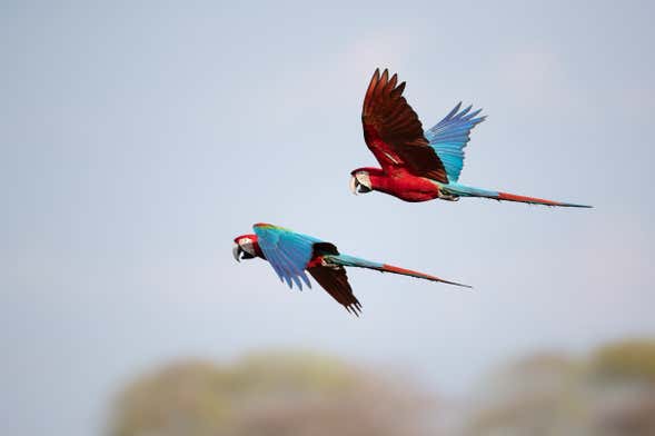 Avistamiento de aves en la finca Río Agujitas