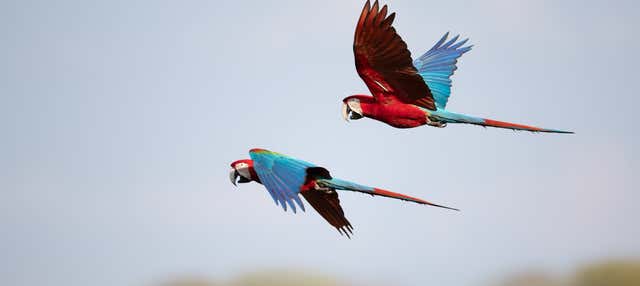 Avistamiento de aves en la finca Río Agujitas