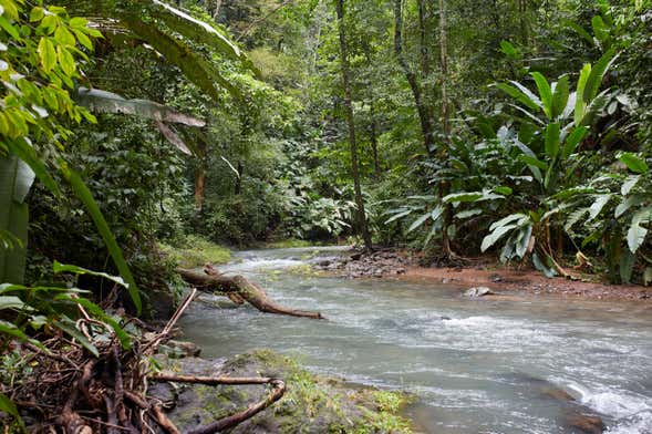 Excursión a la selva de Corcovado