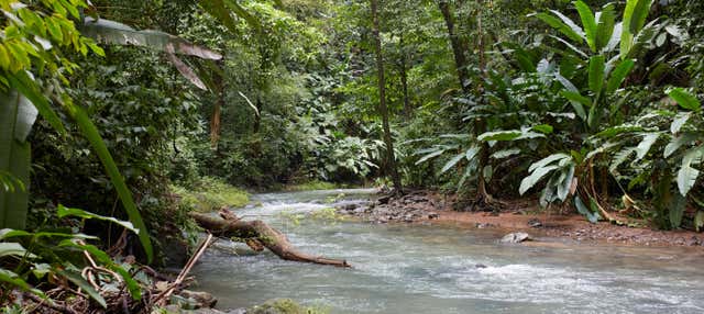 Excursão à selva de Corcovado