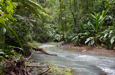 Excursão à selva de Corcovado