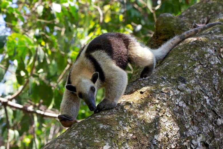 Habitante de San Pedrillo