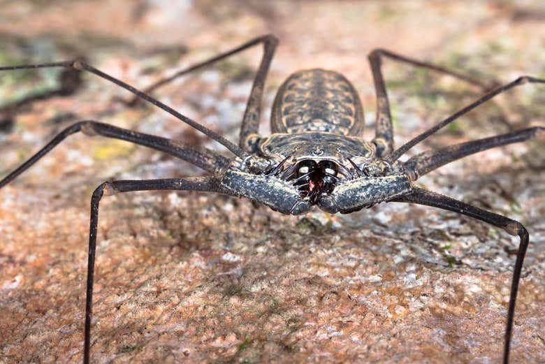 Una araña