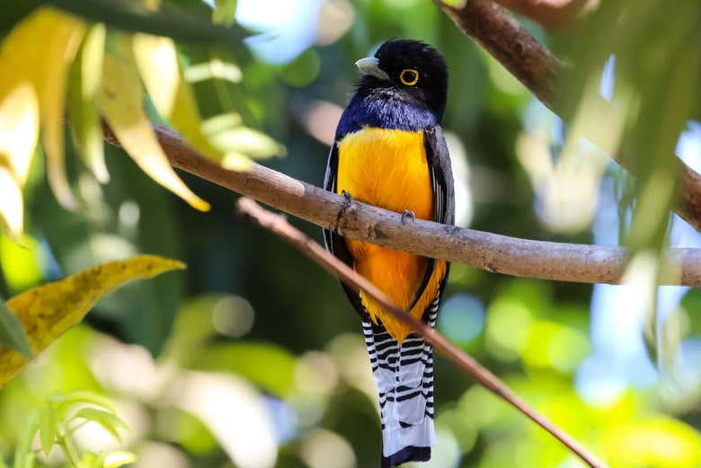 Aves en la selva de Corcovado