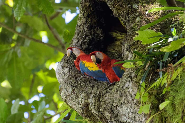 Avistando coloridas aves 