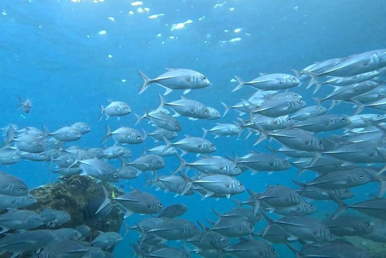 Admire beautiful fish