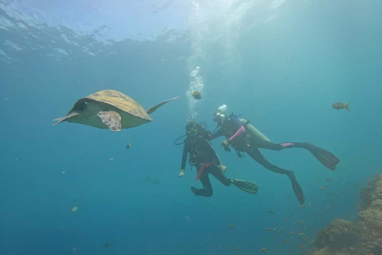 Go on your first diving experience