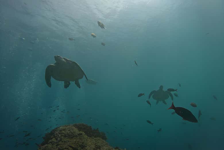 Discover the underwater world of Caño Island