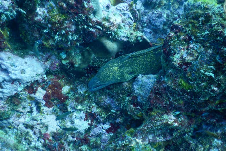 Descubriendo la vida marina durante el bautismo de buceo