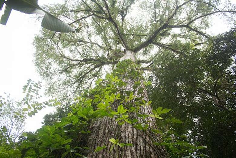 La forêt du domaine