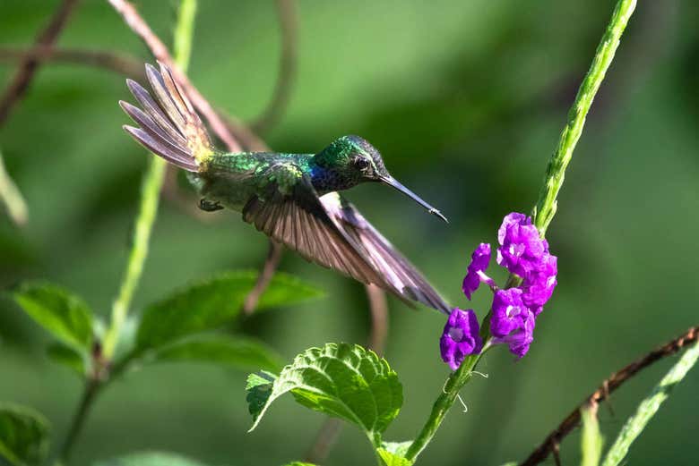 Colibrí en la finca Río Agujitas