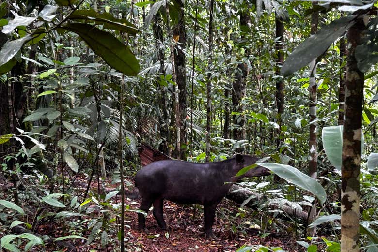Un ejemplar de tapir centroamericano