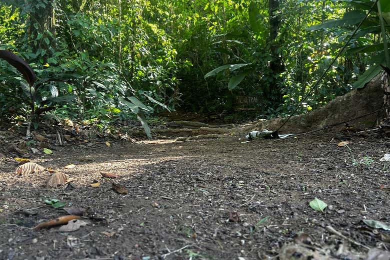 Promenez-vous dans les bois