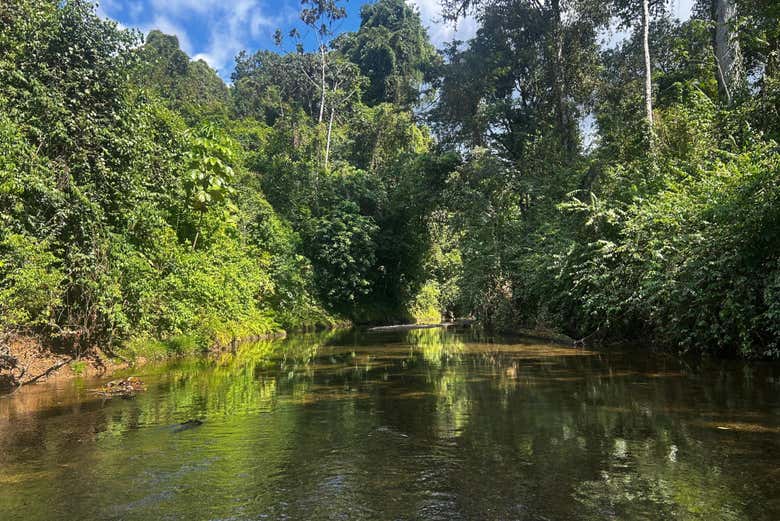  Pasearemos por el bosque