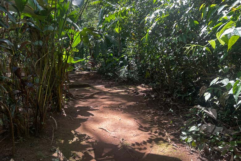 Marchez dans la jungle