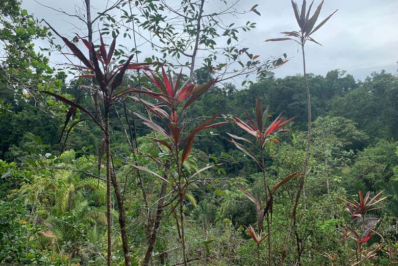 La exótica flora de la selva