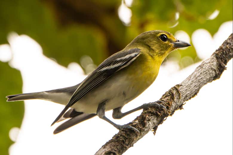 Un ejemplar de garganta amarilla de Costa Rica en Corcovado