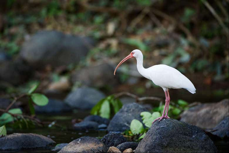 Un ibis blanco 