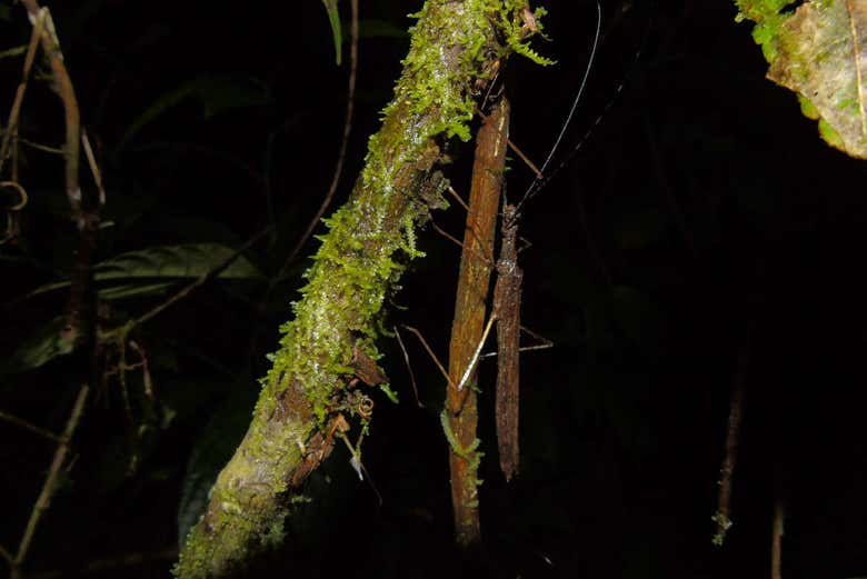 Insectos en la finca Río Agujitas