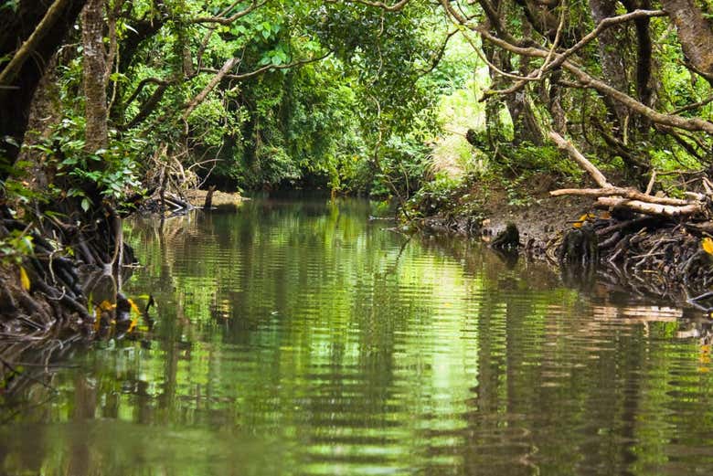 Manglares del río Sierpe