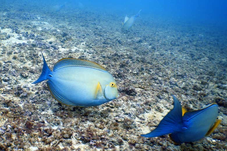 Look out for species of fish