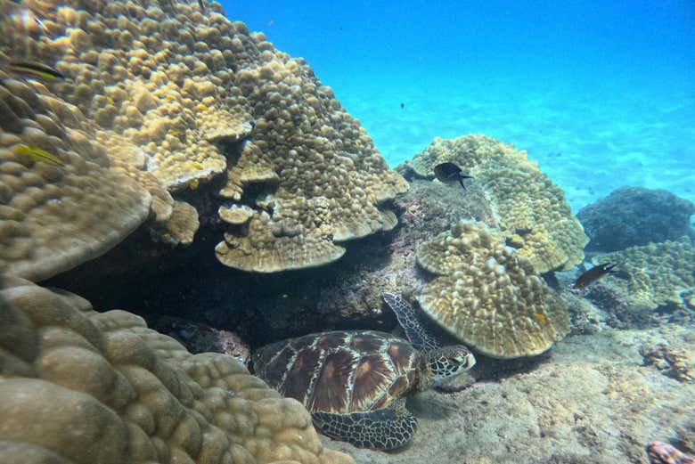 Spot sea turtles