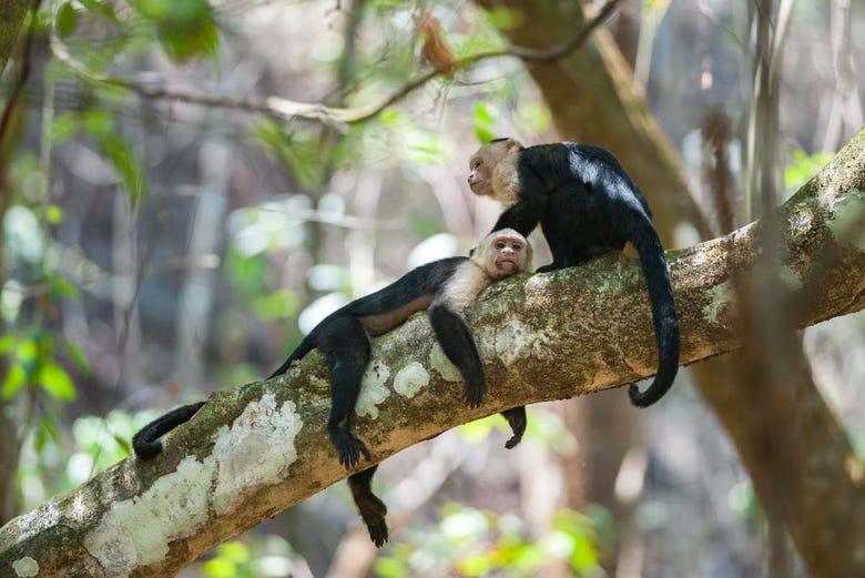 Monos en la selva de Corcovado