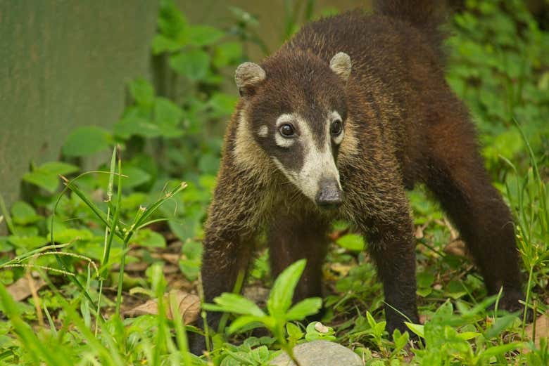 Podremos avistar coatíes 
