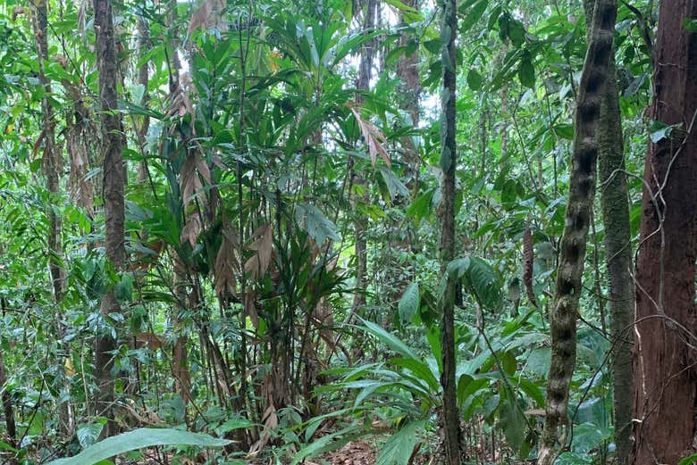 El paraíso verde de Costa Rica