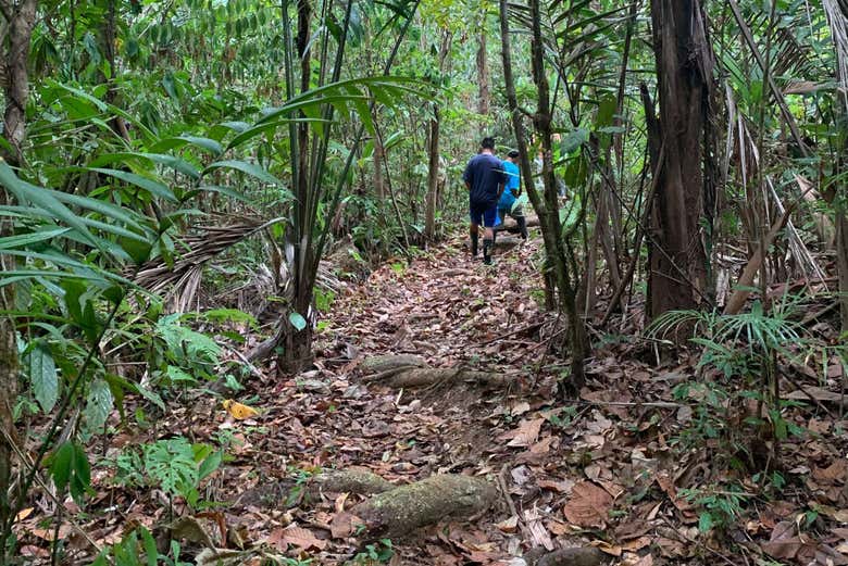 Paseando por la selva de Corcovado