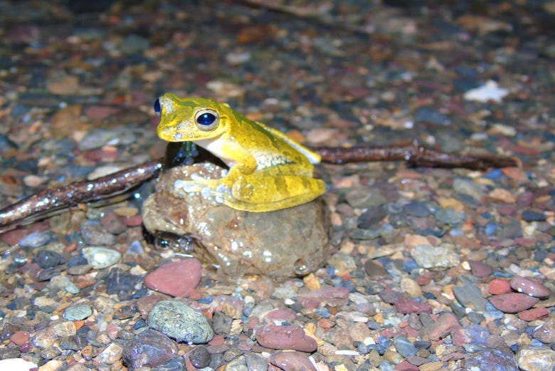 Salutando una piccola rana alla tenuta Río Agujitas