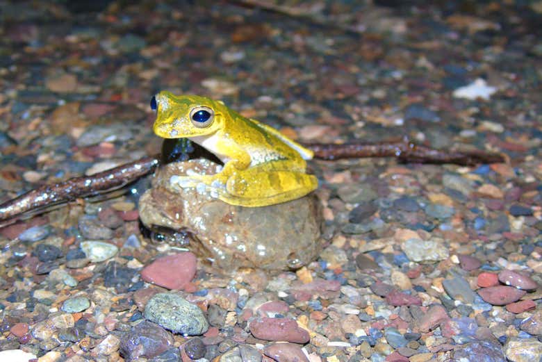 Salutando una piccola rana alla tenuta Río Agujitas