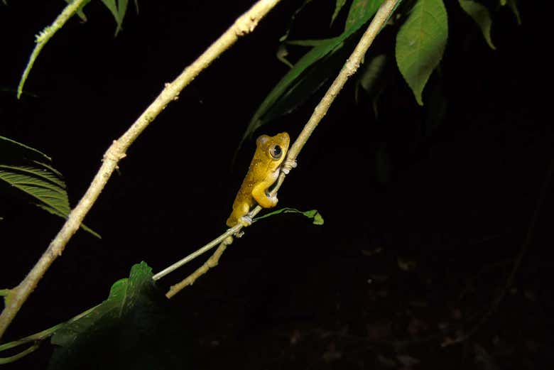 Ranas de la finca