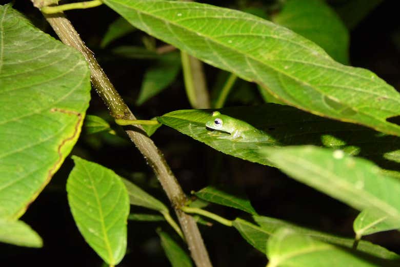 Rana camuflada en las hojas