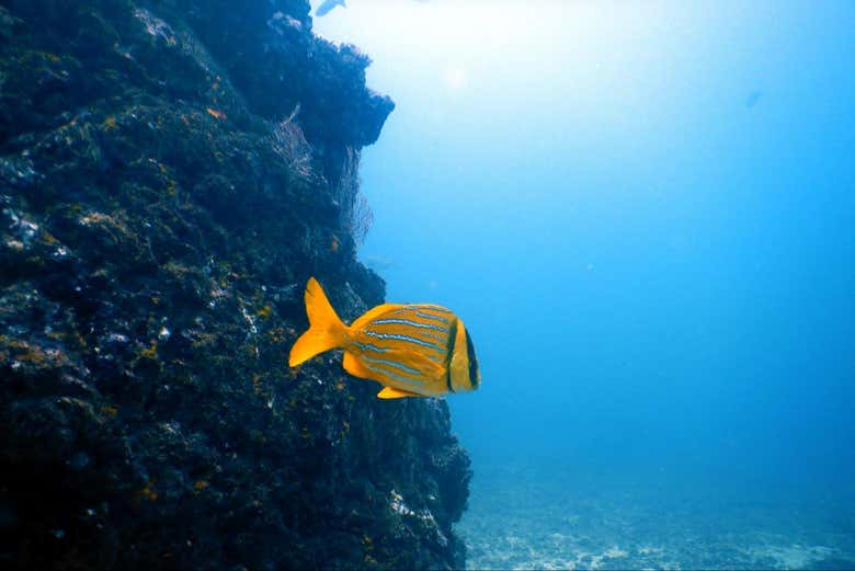 Admire colourful fish