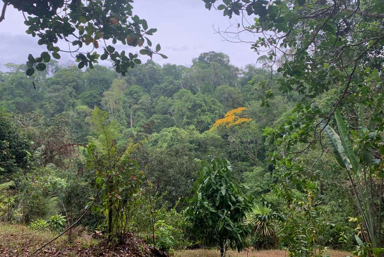 El sendero principal de Corcovado