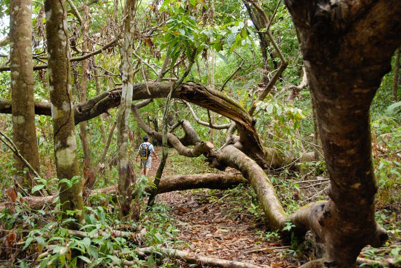 Un entorno único en el Parque Nacional Corcovado