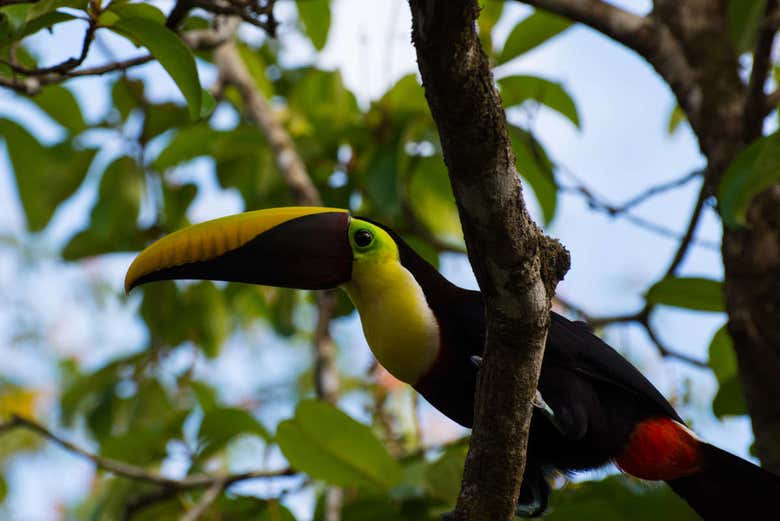 Tucán en la finca 