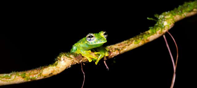 Senderismo nocturno por la finca Río Agujitas